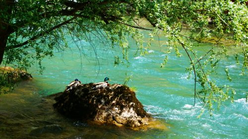 Buna Nehri’nde kayalık üzerinde dinlenen ördekler