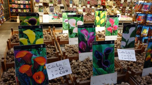 Amsterdam'da ücretsiz yapabileceğiniz keşifler...