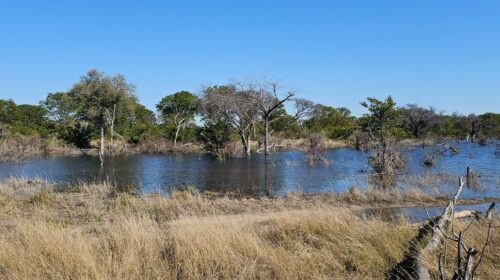 Okavango Delta Botswana