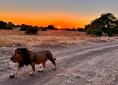 Chobe National Park: Afrika’nın Vahşi Ritmi