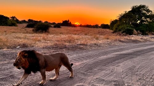 Chobe National Park Aslan Kral Botsvana