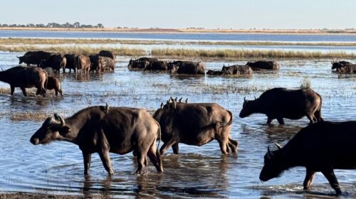 Chobe Nehri Bufalo Botsvana