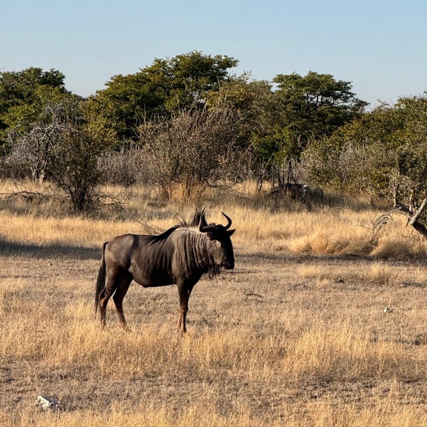 Etosha National Park'ta Antilop