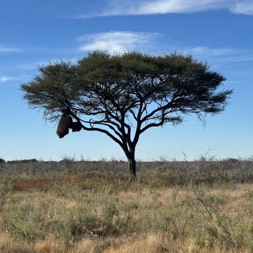Etosha National Park'taki dev kuş yuvası (Sociable Weaver)