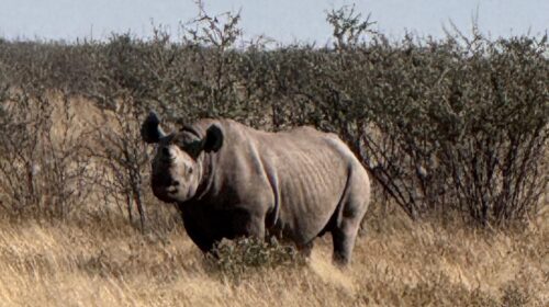 Etosha National Park'ta gergedan