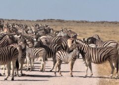Etosha National Park: Safari Şans İşidir