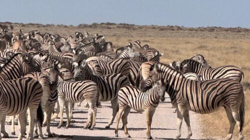 Etosha National Park'ta zebra sürüsü
