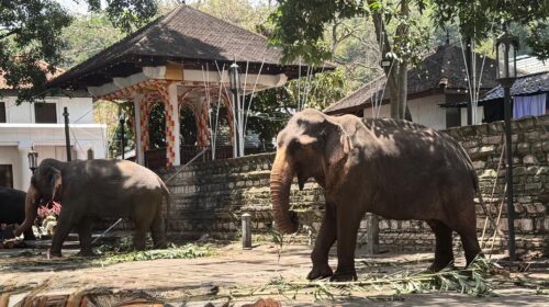 Kandy Diş Tapınağı çevresinde Esala Perahera için hazırlanan filler