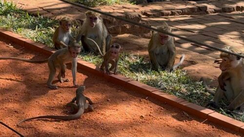 Sigiriya'da iguana ve maymunlar