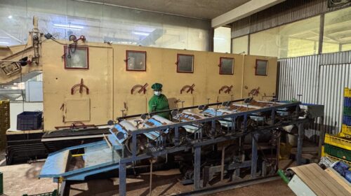 Nuwara Eliya'da çay üretimi ve çay yaprakları
