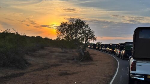 Yala National Park Girişinde Safari Araçları