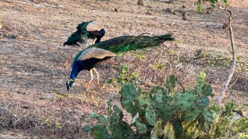 Yala National Park Tavus Kuşu