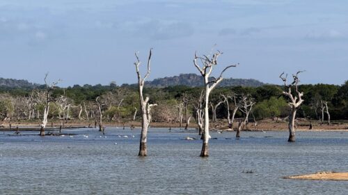Yala National Park Gölet