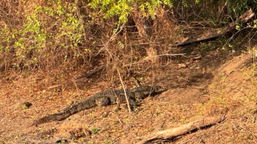 Yala National Park Timsah