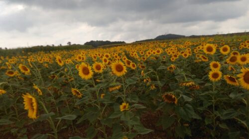 Kerpe’de ayçiçeği tarlası