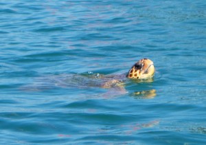 Dalyan - Caretta Caretta                  